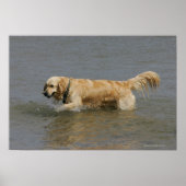 Golden Retriever in water Poster (Voorkant)