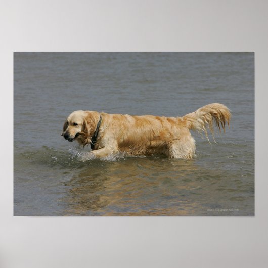 Golden Retriever in water Poster (Voorkant)