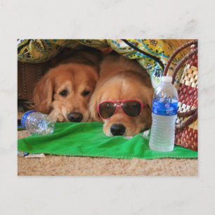 Golden Retriever Indoor Picnic Briefkaart