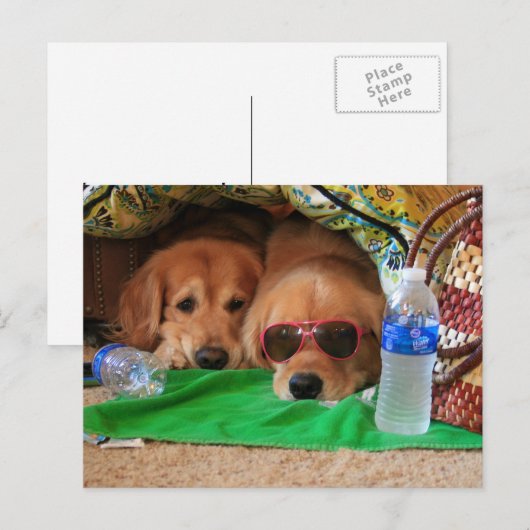 Golden Retriever Indoor Picnic Briefkaart (Voorkant / Achterkant)