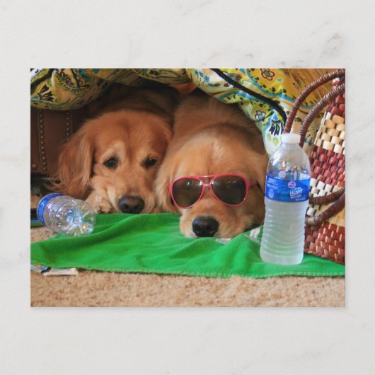 Golden Retriever Indoor Picnic Briefkaart (Voorkant)