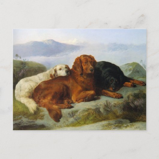 Golden Retriever, Irish and Gordon Setter Briefkaa Briefkaart (Voorkant)