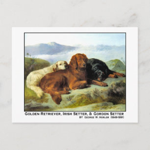 Golden Retriever, Irish Setter en Gordon Setter Briefkaart