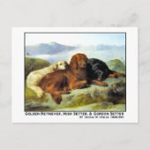Golden Retriever, Irish Setter en Gordon Setter Briefkaart (Voorkant)
