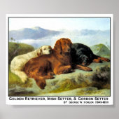 Golden Retriever, Irish Setter en Gordon Setter Poster (Voorkant)