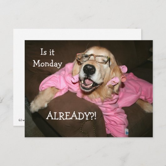 Golden Retriever is al maandag Briefkaart (Voorkant / Achterkant)