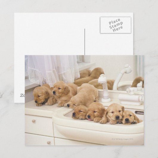 Golden Retriever; is een relatief modern en 2 Briefkaart (Voorkant / Achterkant)