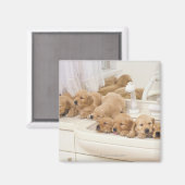 Golden Retriever; is een relatief modern en 2 Magneet (Voorkant / Achterkant)