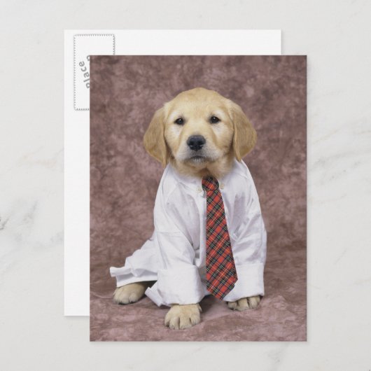 Golden Retriever; is een relatief modern en Briefkaart (Voorkant / Achterkant)