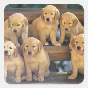 Golden Retriever; is een relatief modern en Vierkante Sticker