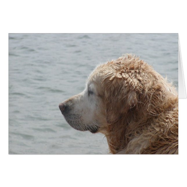 Golden Retriever-kaart (Voorkant Horizontaal)
