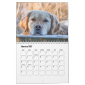 Golden Retriever Kalender (Feb 2027)