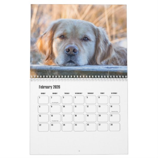 Golden Retriever Kalender (Feb 2026)