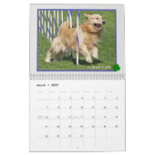 Golden Retriever kalender 2015 (Mar 2027)
