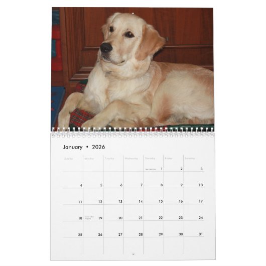Golden Retriever Kalender 2016 (Jan 2026)