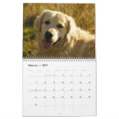 Golden Retriever Kalender 2024 Foto's (Feb 2027)