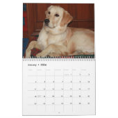 Golden Retriever Kalender 2026 (Jan 2026)