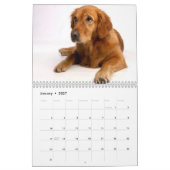 Golden Retriever Kalender 2026 (Jan 2027)
