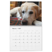 Golden Retriever Kalender 2026 (Feb 2027)