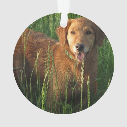 Golden Retriever kerstversiering Ornament (achterkant)
