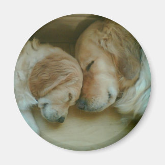 Golden Retriever Koelkast Magnet