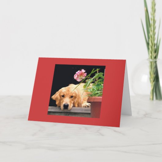Golden Retriever Liefde Begint Kaart (Voorkant)