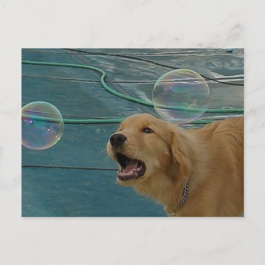 Golden Retriever Love Briefkaart (Voorkant)