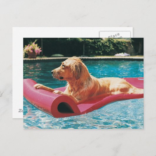 Golden Retriever Lying on a Air Bed in a Briefkaart (Voorkant / Achterkant)
