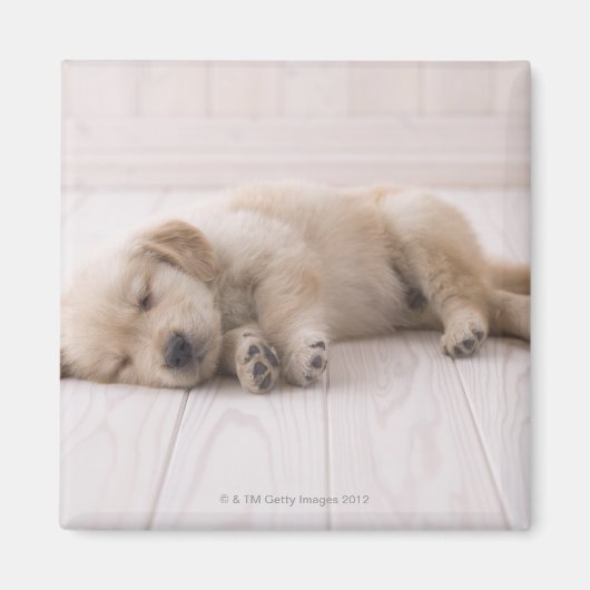 Golden Retriever Magneet (Voorkant)