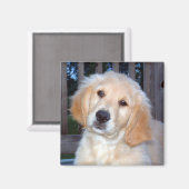 Golden Retriever Magneet (Voorkant / Achterkant)