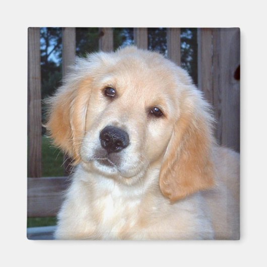 Golden Retriever Magneet (Voorkant)