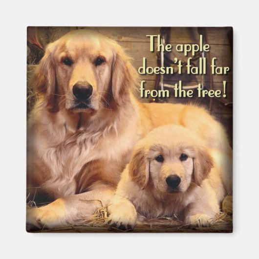 Golden Retriever Magnet (Voorkant)