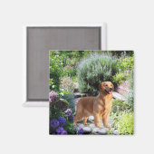 Golden Retriever Magnet (Voorkant / Achterkant)