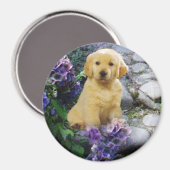 Golden Retriever Magnet Hydrangea (Voorkant / Achterkant)