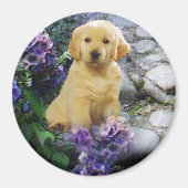 Golden Retriever Magnet Hydrangea (Voorkant)