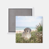 Golden Retriever Magnet Purfect Puppy (Voorkant / Achterkant)