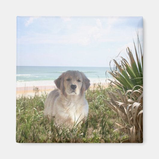 Golden Retriever Magnet Purfect Puppy (Voorkant)