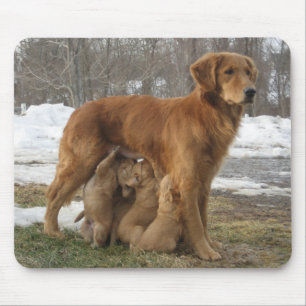 Golden Retriever Maia en Pups Mousepad Muismat