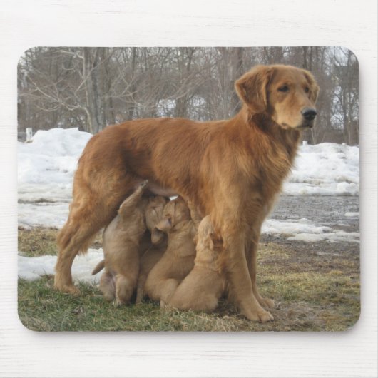 Golden Retriever Maia en Pups Mousepad Muismat (Voorkant)