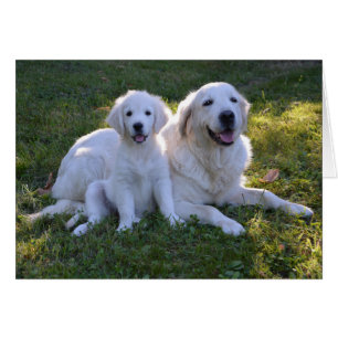 Golden Retriever Mam en Puppy