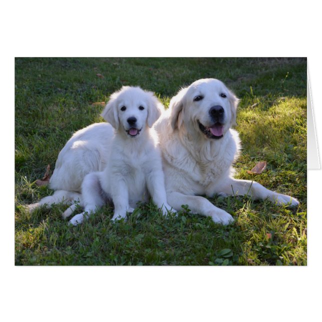 Golden Retriever Mam en Puppy (Voorkant Horizontaal)