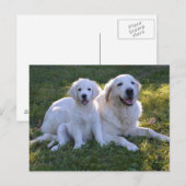 Golden Retriever Mam en Puppy Briefkaart (Voorkant / Achterkant)