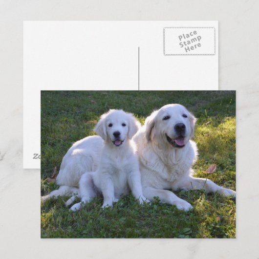 Golden Retriever Mam en Puppy Briefkaart (Voorkant / Achterkant)