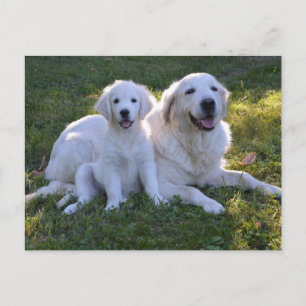 Golden Retriever Mam en Puppy Briefkaart