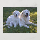 Golden Retriever Mam en Puppy Briefkaart (Voorkant)
