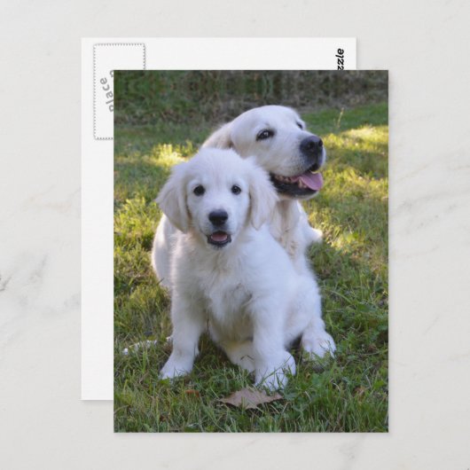 Golden Retriever Mam en Puppy Briefkaart (Voorkant / Achterkant)
