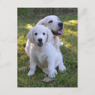 Golden Retriever Mam en Puppy Briefkaart