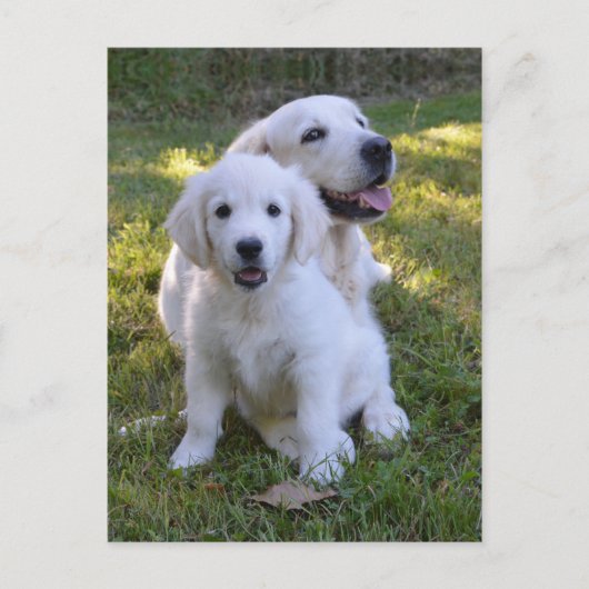 Golden Retriever Mam en Puppy Briefkaart (Voorkant)