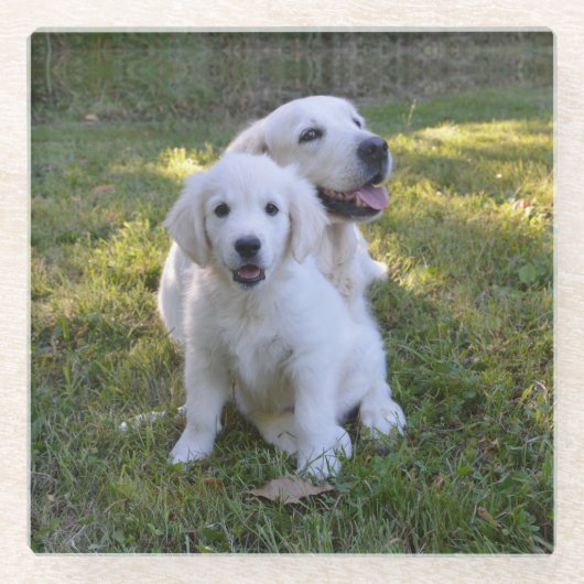 Golden Retriever Mam en Puppy Glazen Onderzetter (Voorkant)