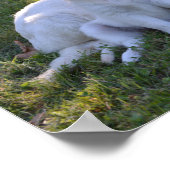 Golden Retriever Mam en Puppy Poster (Hoek)